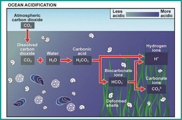Ocean Acidification Schematic